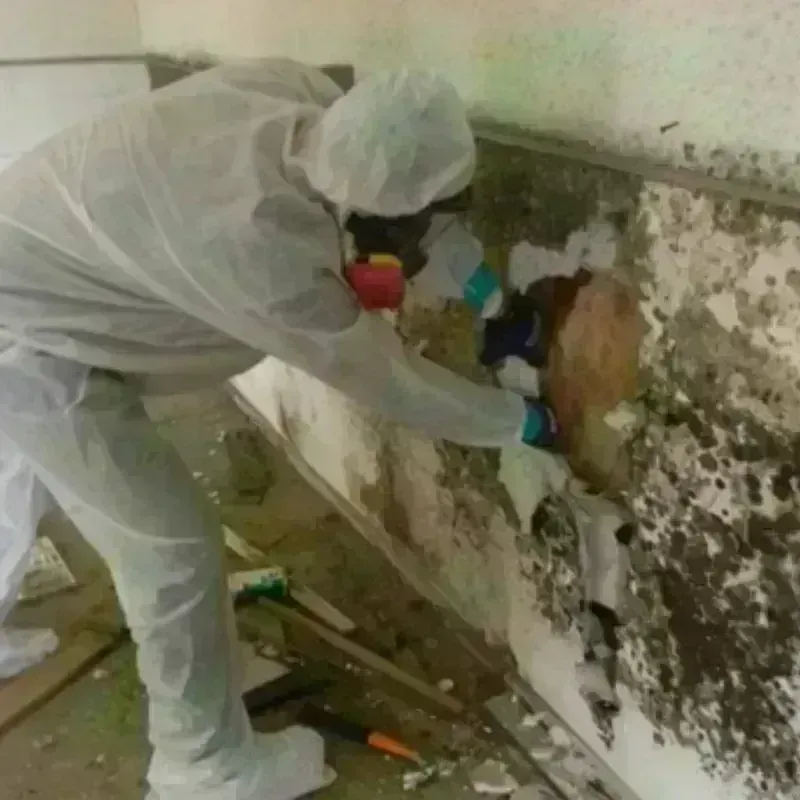 Mold Remediation and Removal in Seminole County, FL